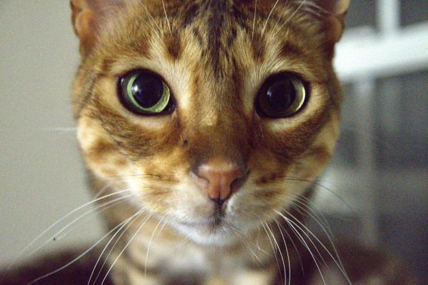 /Images/uploads/Miss Nutfield Scholarship Program/miss-nutfield-pet-photo-contest/entries/30767.jpg